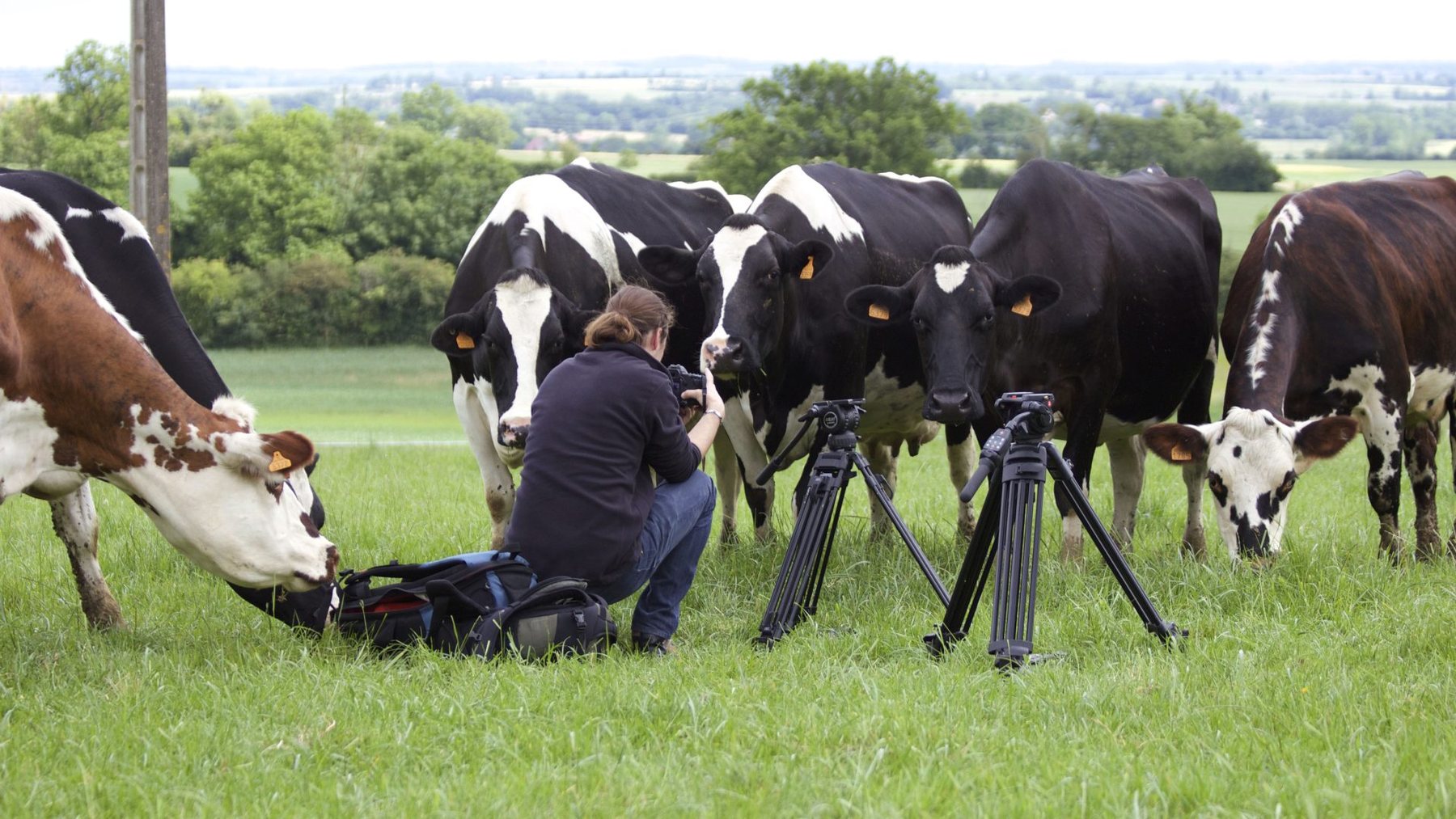 Tournage JPG VIDEO dans un pré normand : un cadreur agenouillé filme un troupeau de vaches qui vient à sa rencontre